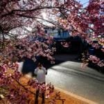 Hoa mai anh đào ở Đà Lạt đang nở rộ - hinh 1