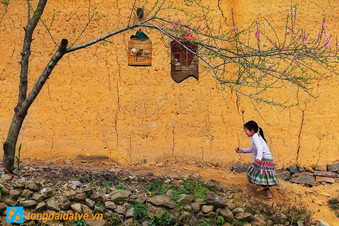 Đến Hà Giang ngắm sắc xuân trên cao nguyên đá - hinh 9